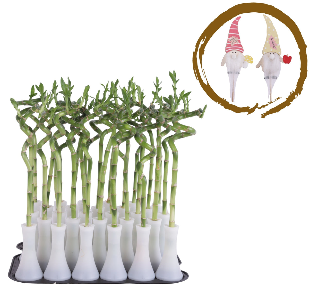 Drac. Lucky Bamboo 35cm 6cm Pot
