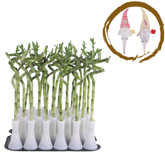 Drac. Lucky Bamboo 35cm 6cm Pot