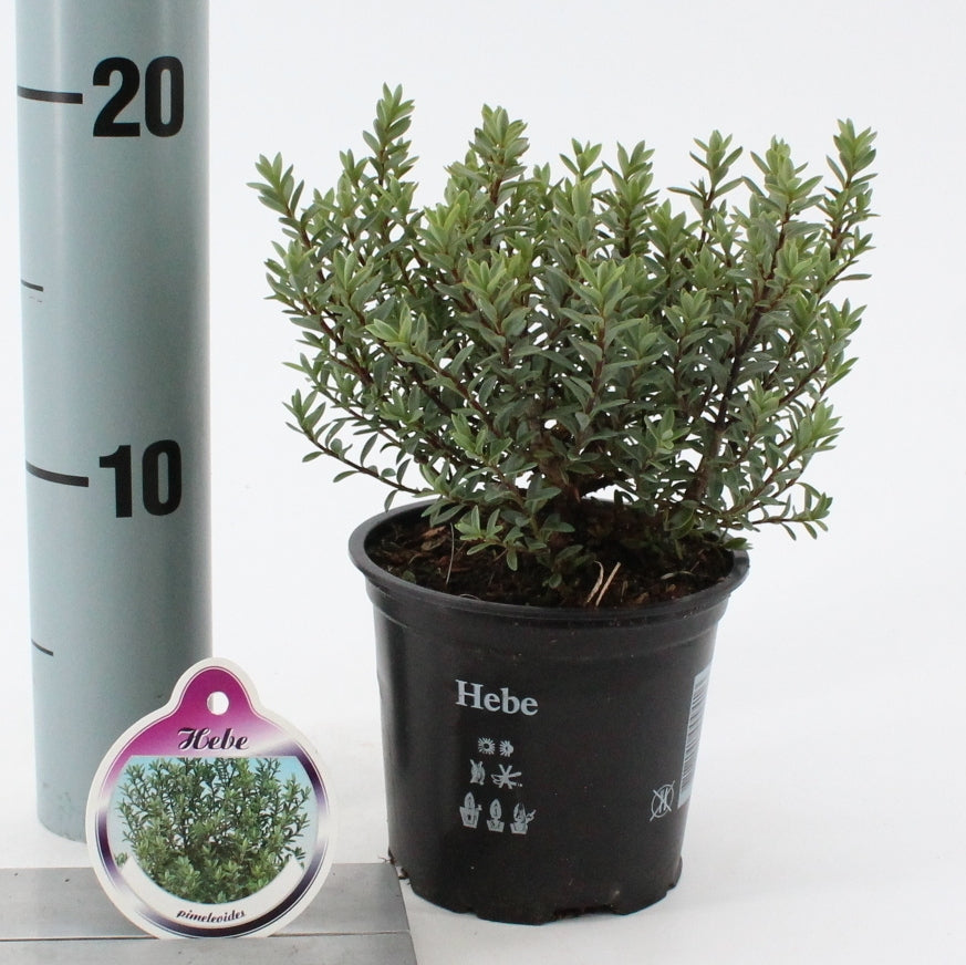 Hebe pimeleoides 10cm 10.5cm Pot