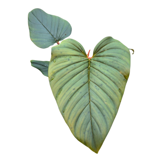 Philodendron scandens 30cm 12cm Pot