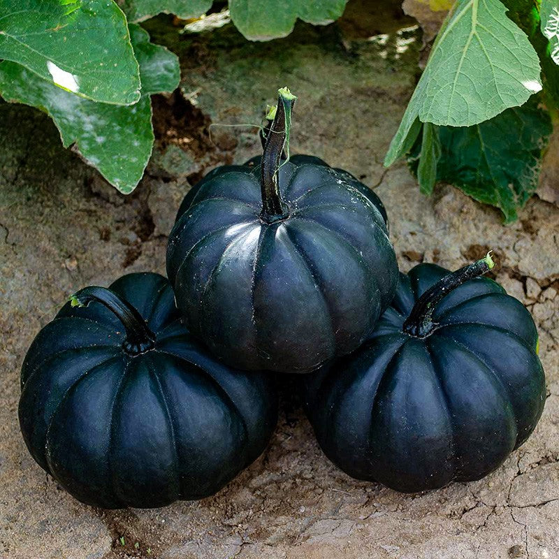 Cucurbita Black Cat 12cm Pot
