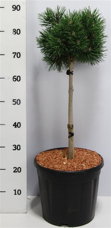 Pinus mugo Mops 90cm 32cm Pot