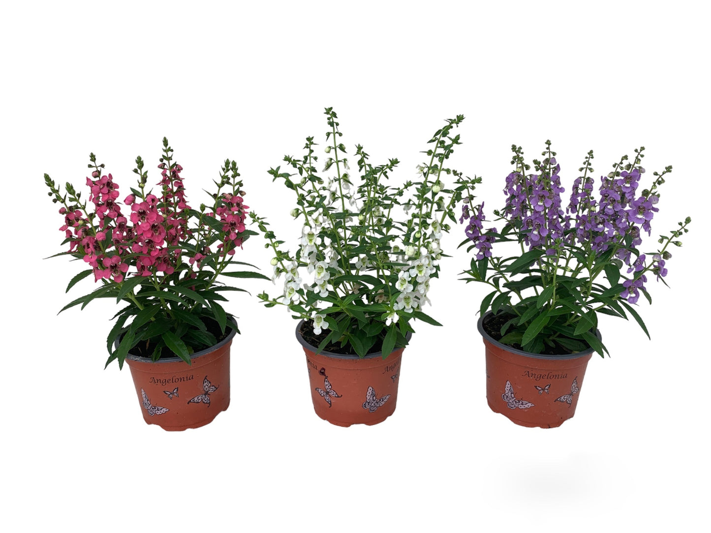 Angelonia overig 27cm 510cm Pot