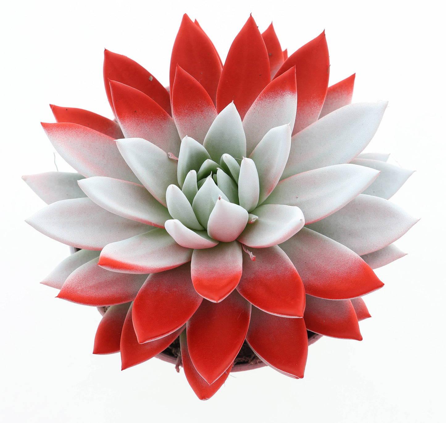 Rainbow Austria 18cm 15cm Pot