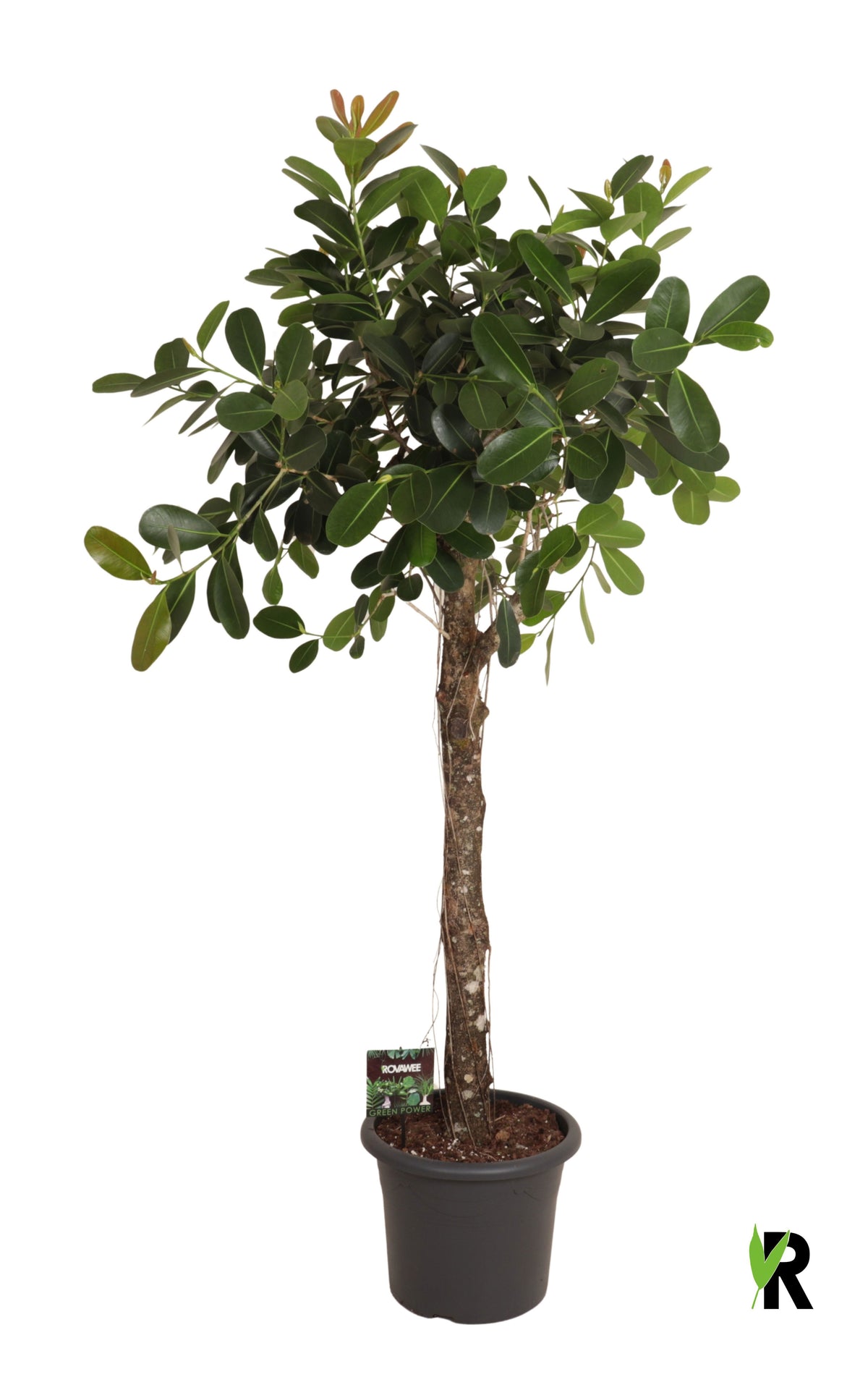 Ficus micr. Smile 190cm 40cm Pot