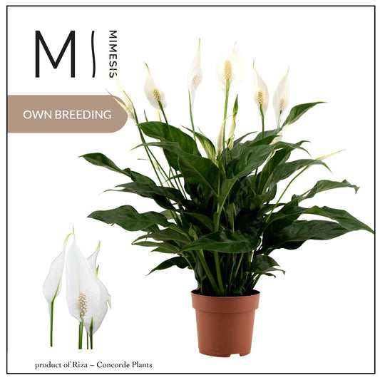 Spathiphyllum Sweet Curiosa 55cm 13cm Pot