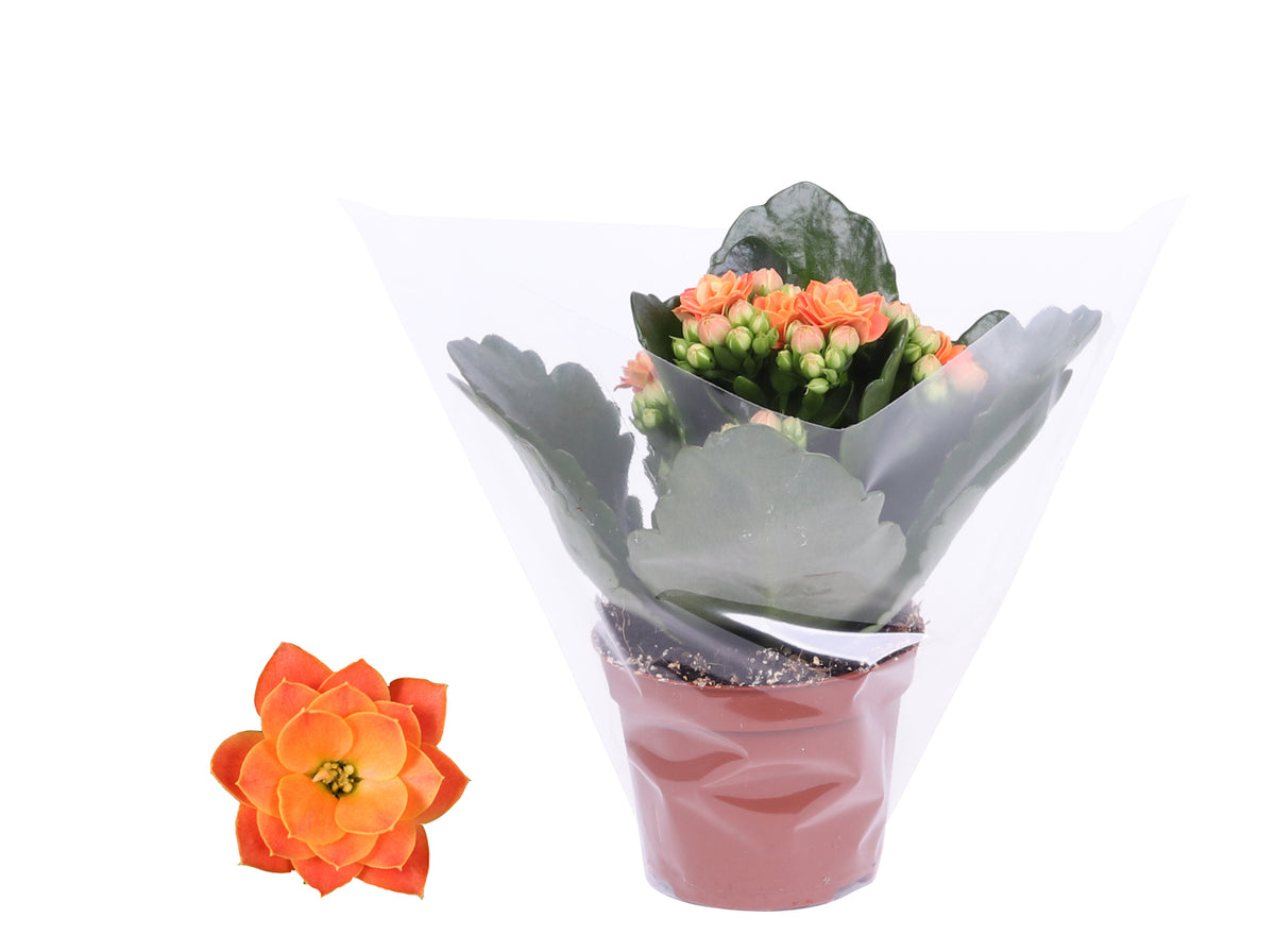 Kalanchoe Rosalina Don Pedro 12cm 6cm Pot