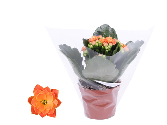 Kalanchoe Rosalina Don Pedro 12cm 6cm Pot