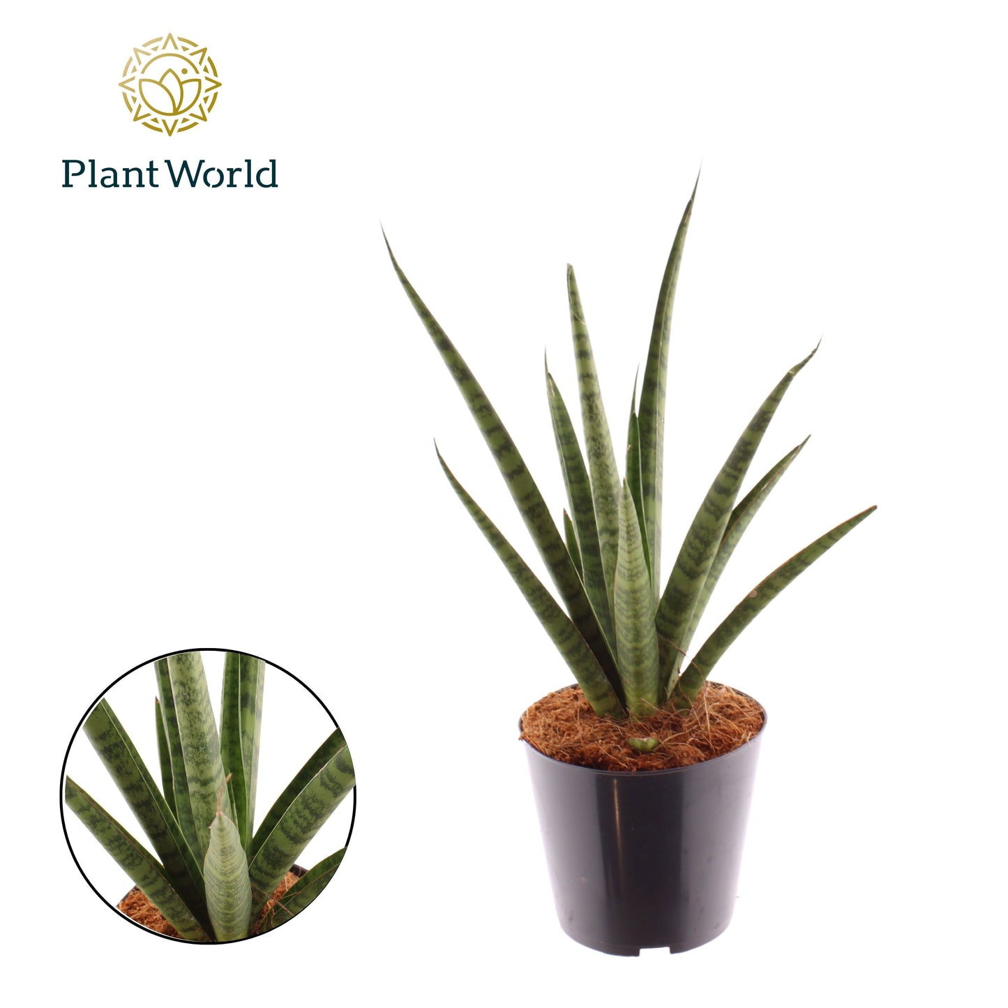 Sansevieria 'Dancing Queen' 40cm 14cm Pot
