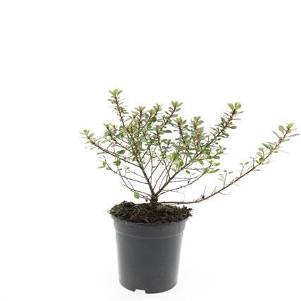 Escallonia Red Dream 25cm 14cm Pot