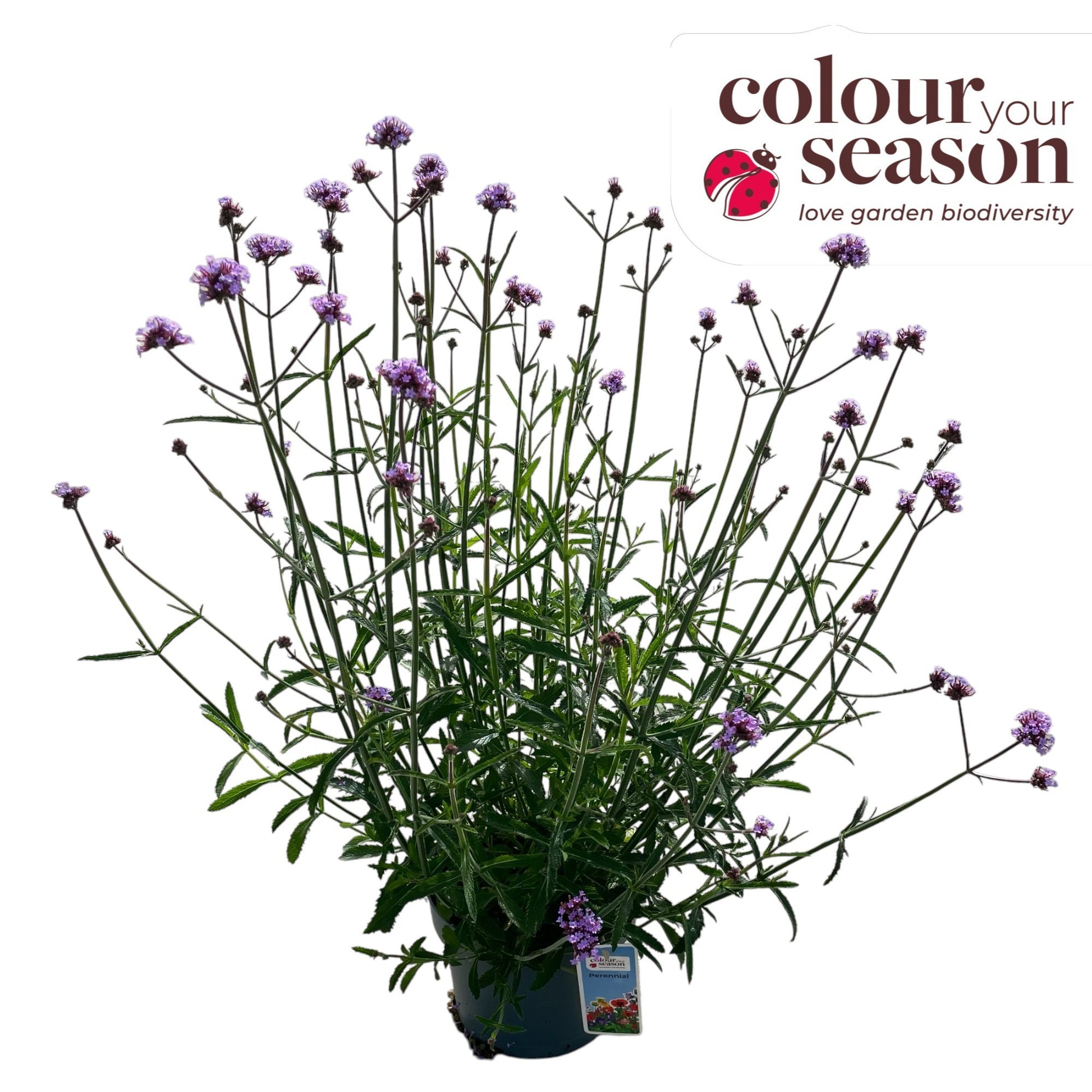 Verbena bonariensis 80cm 19cm Pot