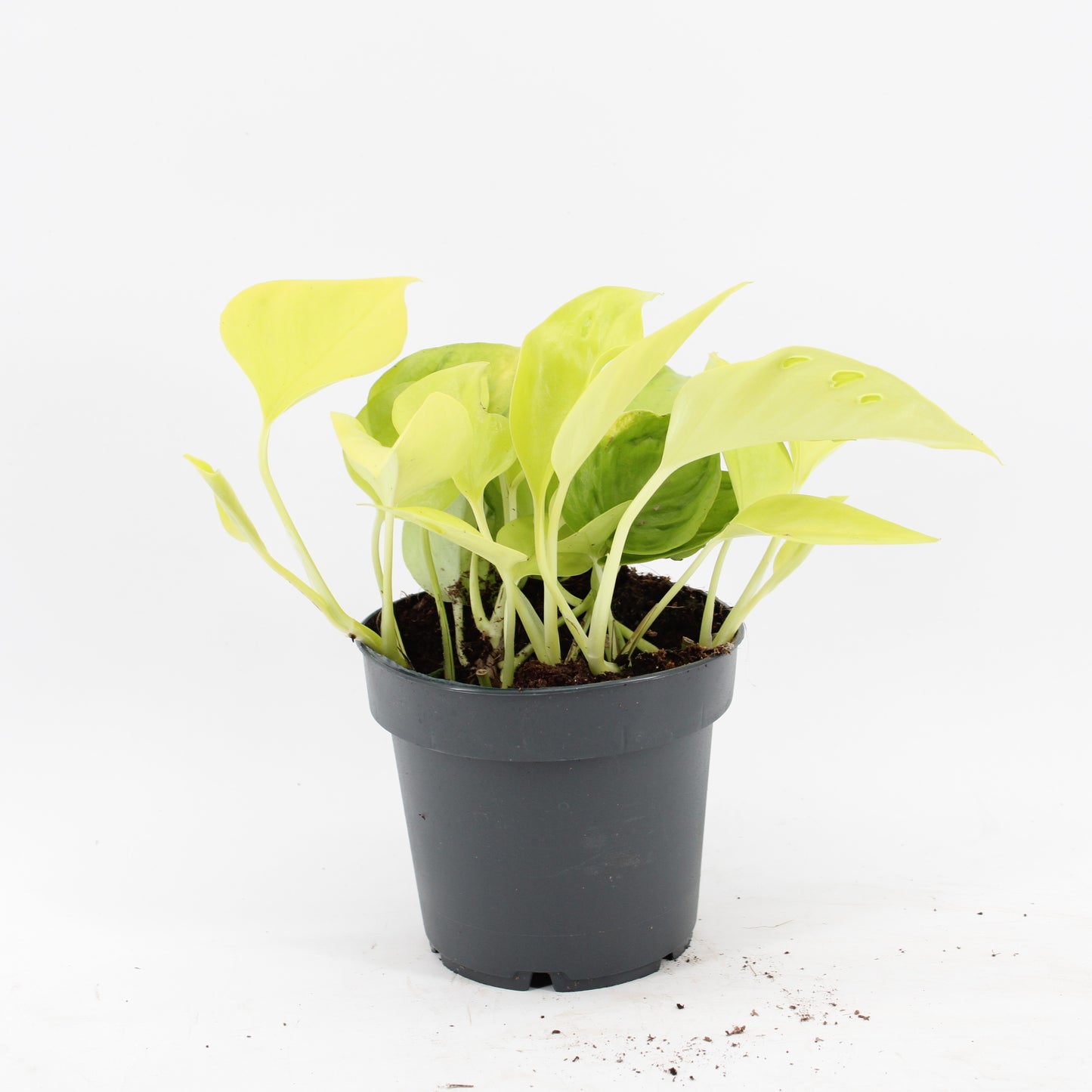 Zeur Niet, kwekerij Epipremnum Pack of 6