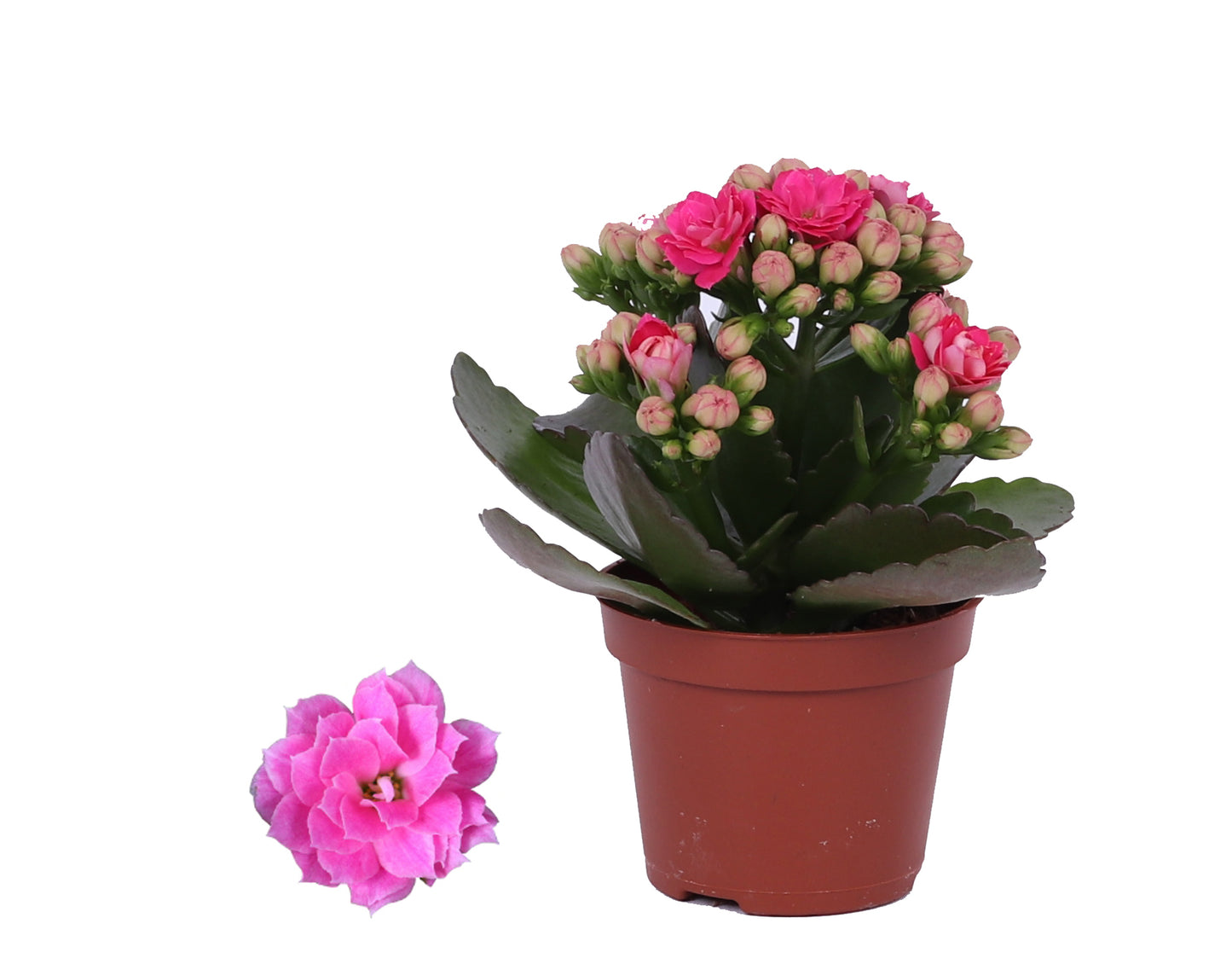 Kalanchoe Rosalina Don Nando 12cm 6cm Pot
