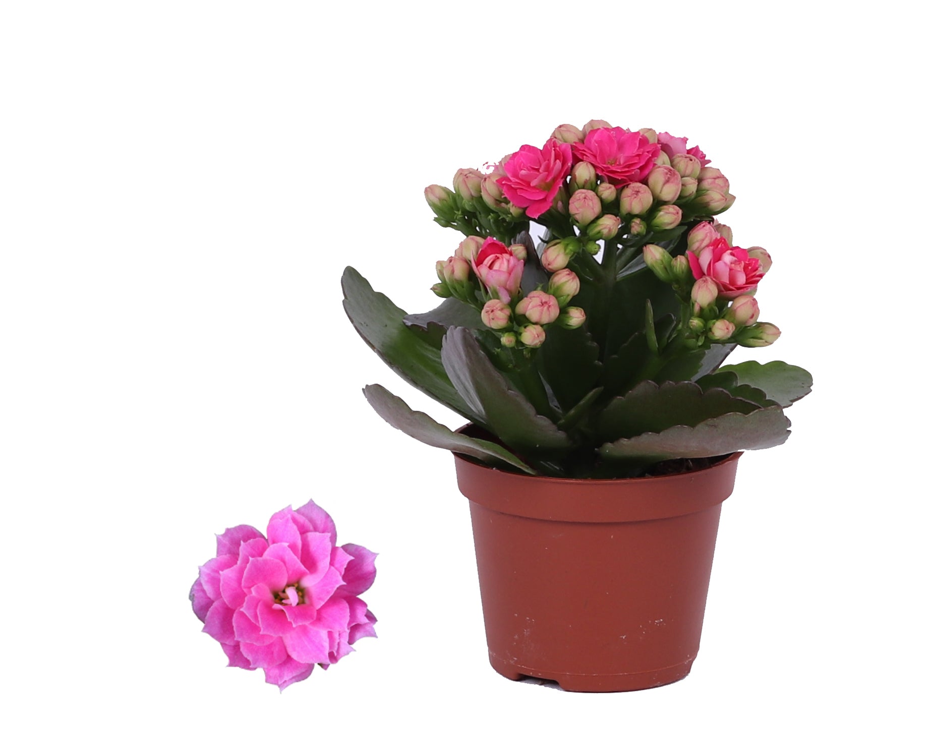 Kalanchoe Rosalina Don Nando 12cm 6cm Pot
