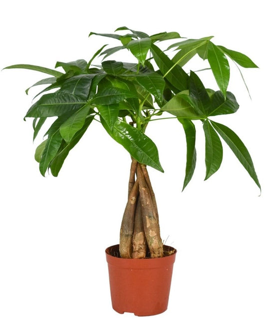 Corsaplant Pachira aquatica Pack of 9