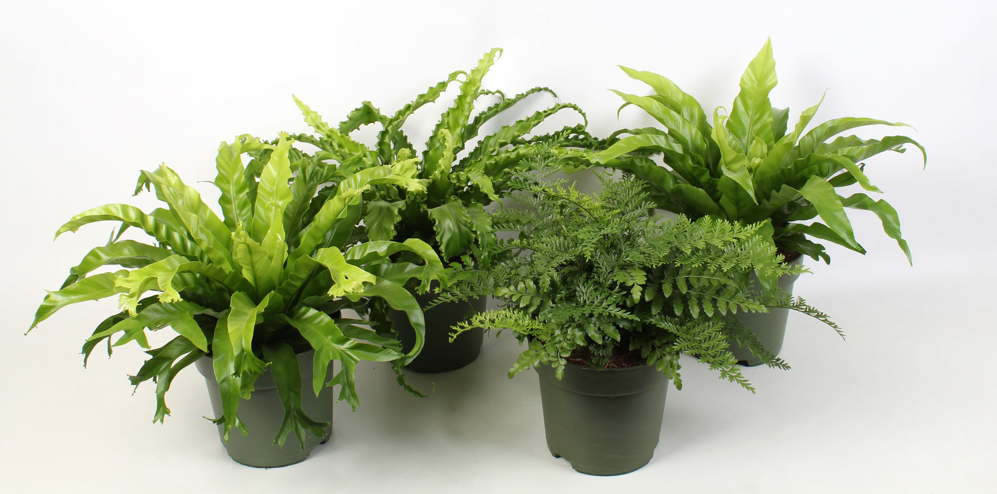 Asplenium mix 50cm 21cm Pot