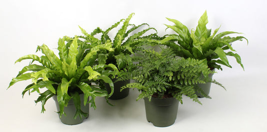 Asplenium mix 50cm 21cm Pot