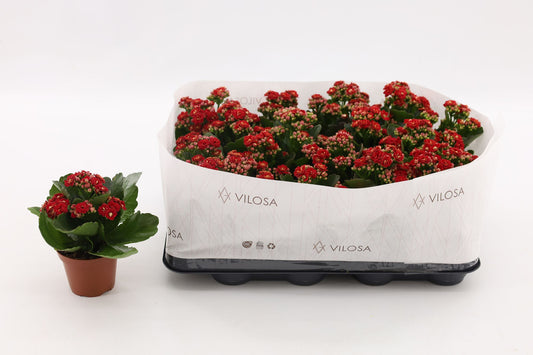 Kalanchoe Rubio Red 15cm 8cm Pot