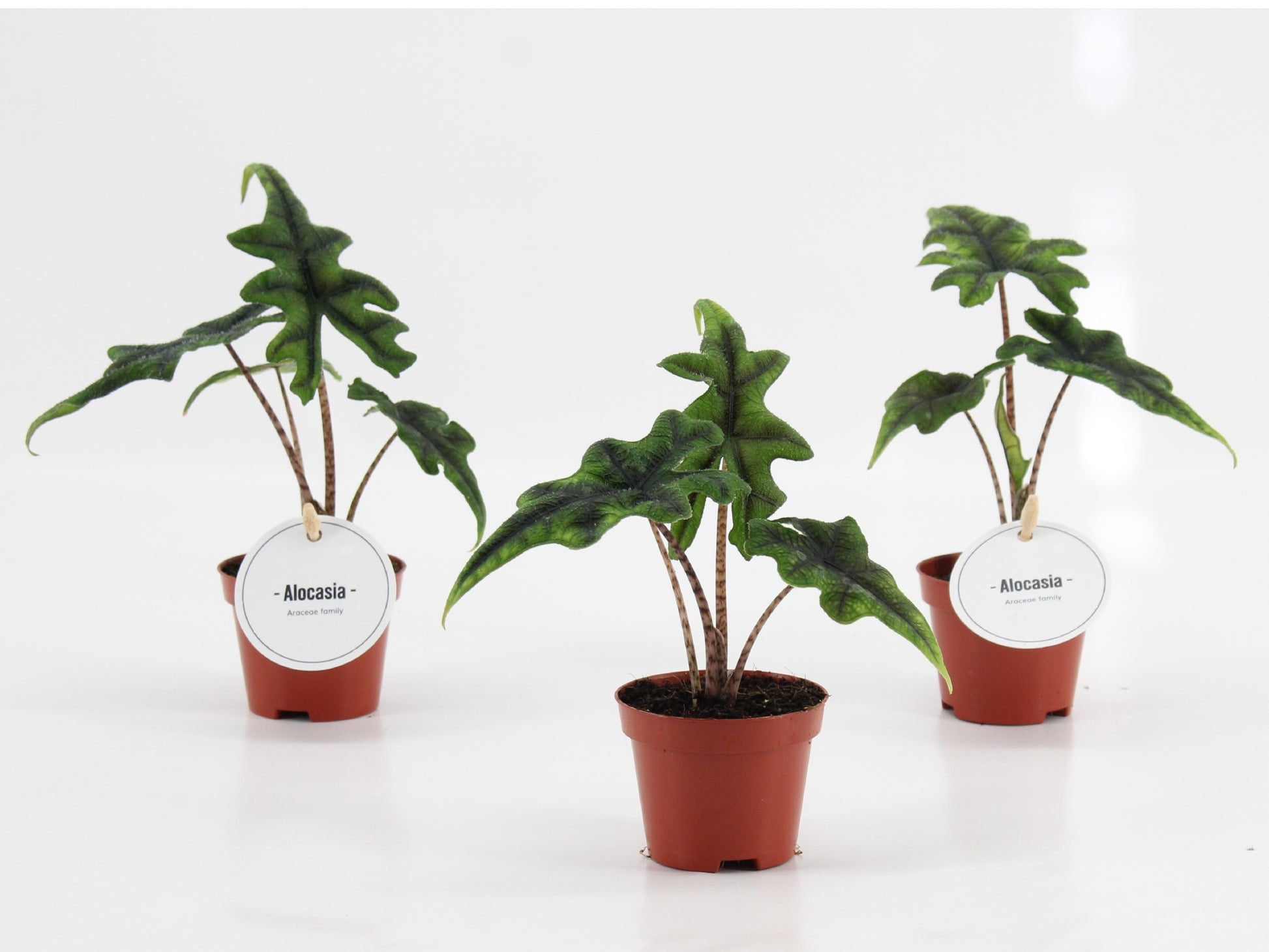 Mostert Nieuwerkerk BV Alocasia Jacklyn Pack of 12