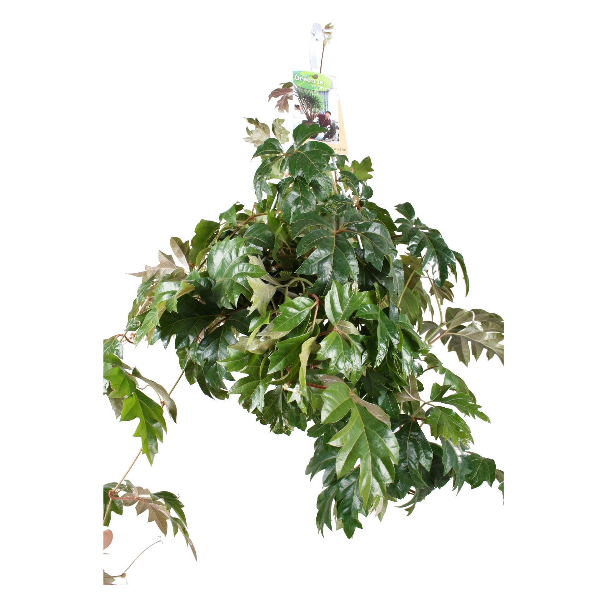 Vireo-Hedera plant BV Cissus Ellen Danica Pack of 3