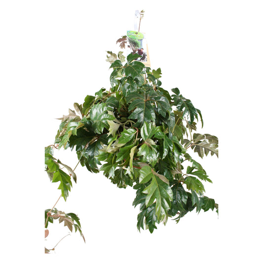 Vireo-Hedera plant BV Cissus Ellen Danica Pack of 3