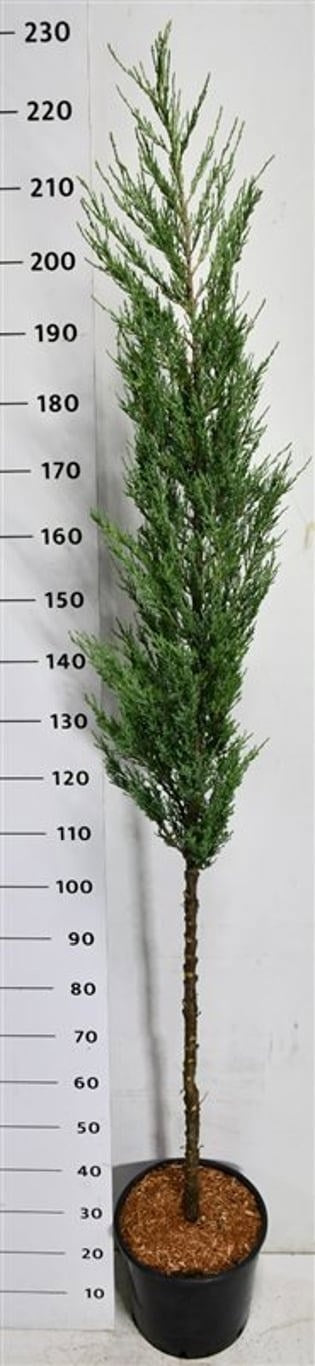 Bloemenkampen BV, Hkw. de Juniperus Blue Arrow Pack of 1