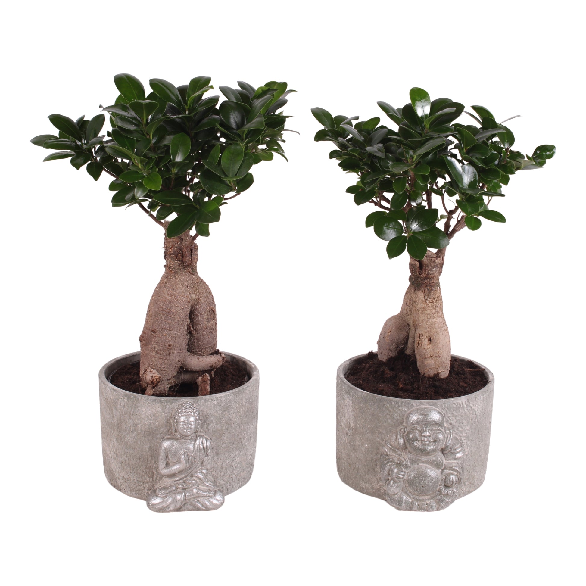 Ficus Ginseng 40cm 18cm Pot