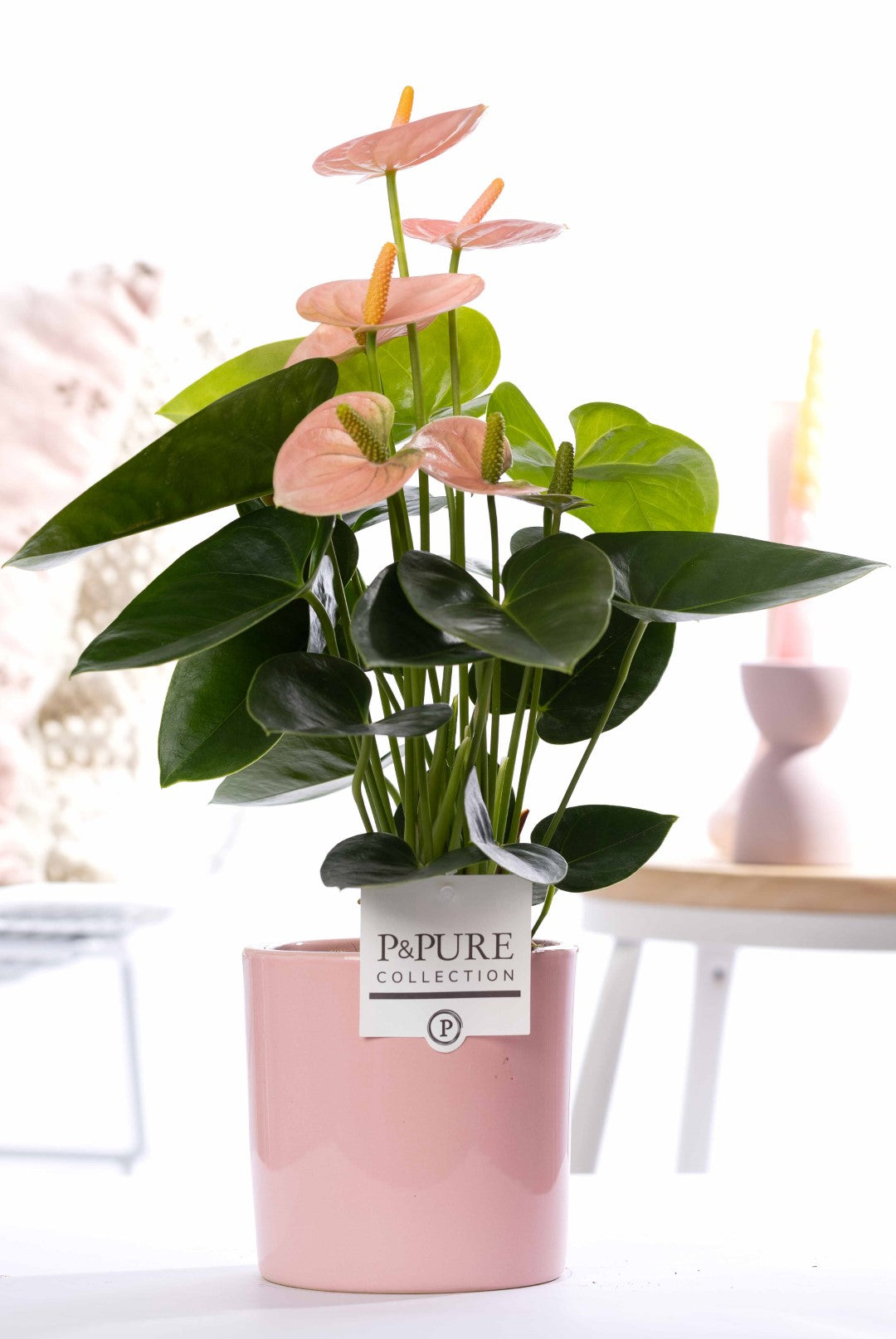 Pure Collection Anthurium andraeanum Pack of 6