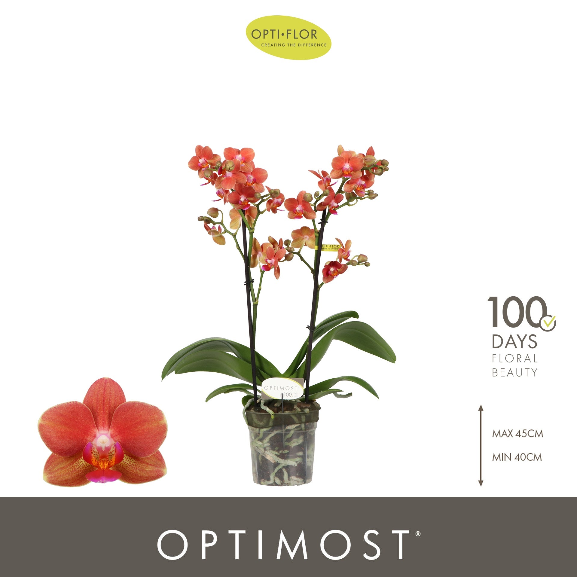 Phalaenopsis Orange 45cm 12cm Pot