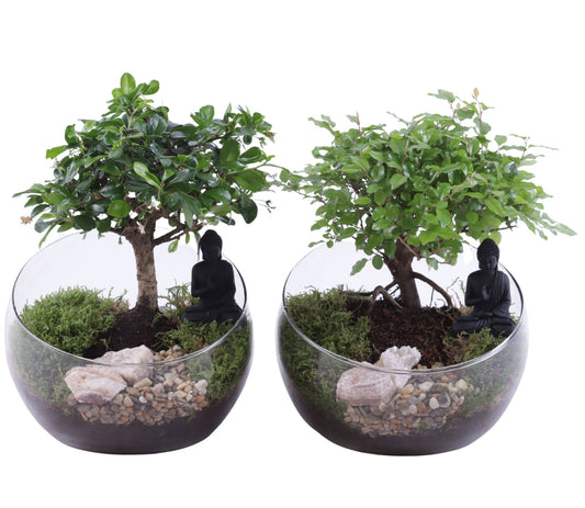 Bonsai mix 30cm 20cm Pot