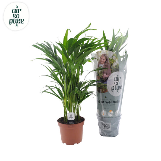 Dypsis lutescens 60cm 17cm Pot
