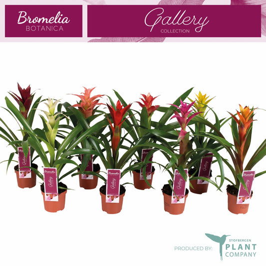 Guzmania mix 40cm 9cm Pot