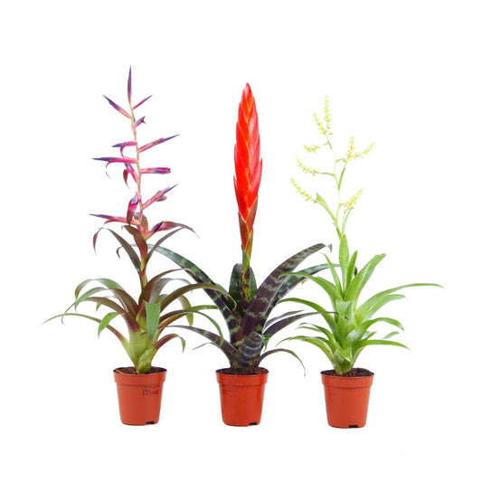 Bromelia mix 30cm 505cm Pot