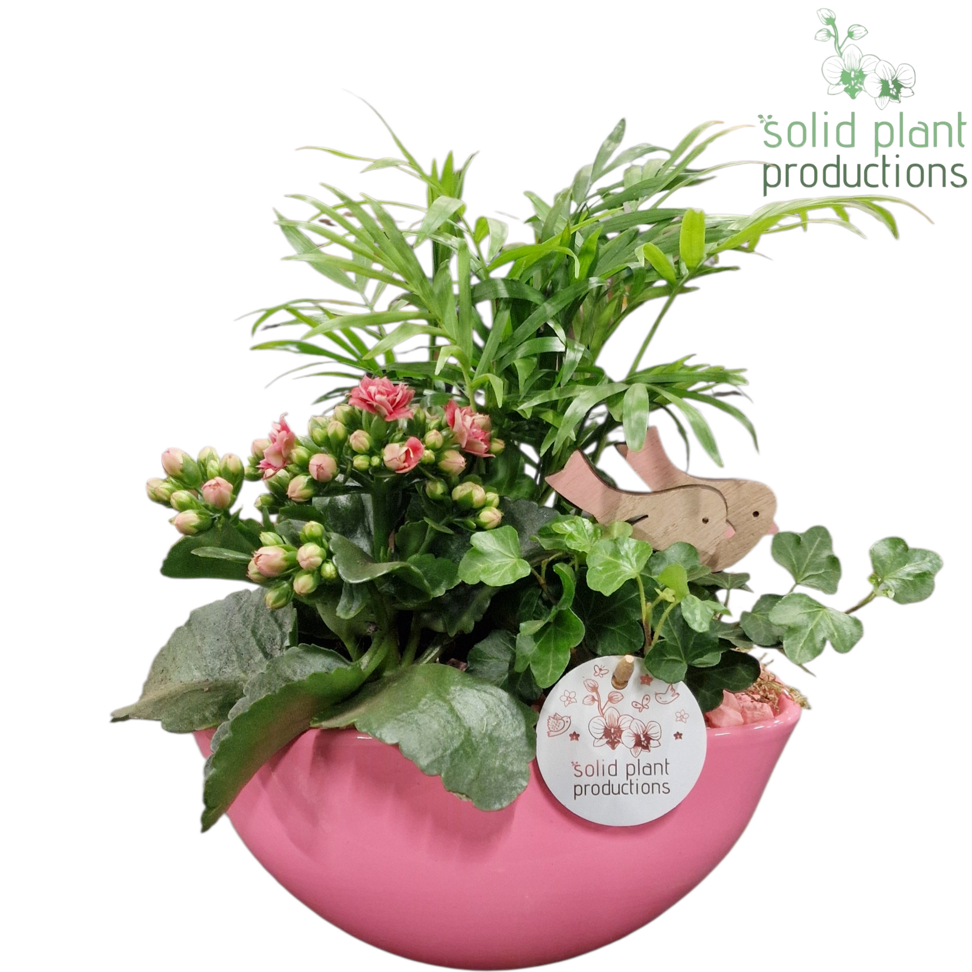 Solid Plant Productions CH005 Evelyn Pink Pack of 4