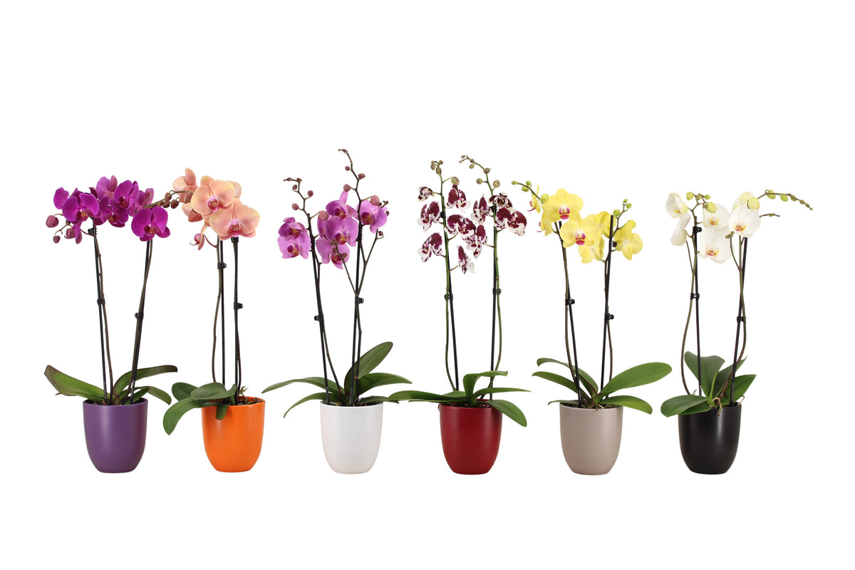 Phalaenopsis mix 60cm 12cm Pot