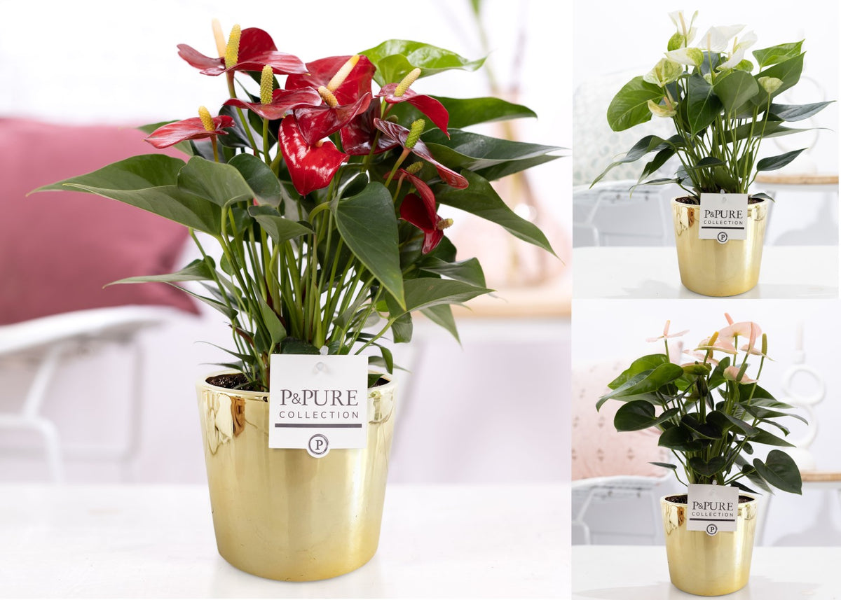 Anthurium mix 45cm 12cm Pot