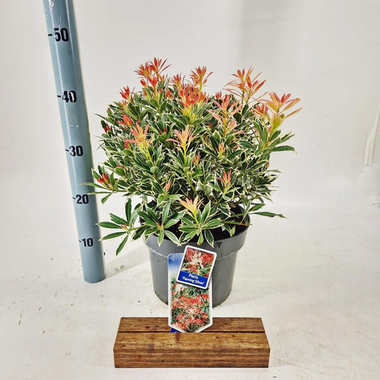 Pieris japonica Flaming Silver 45cm 23cm Pot
