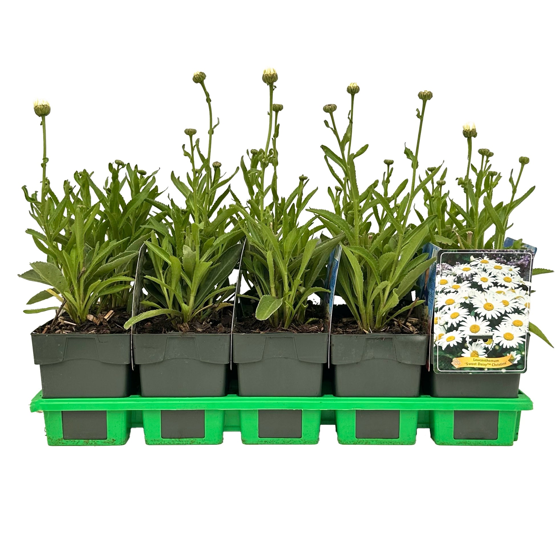 Leucanthemum vulgare 25cm 11cm Pot