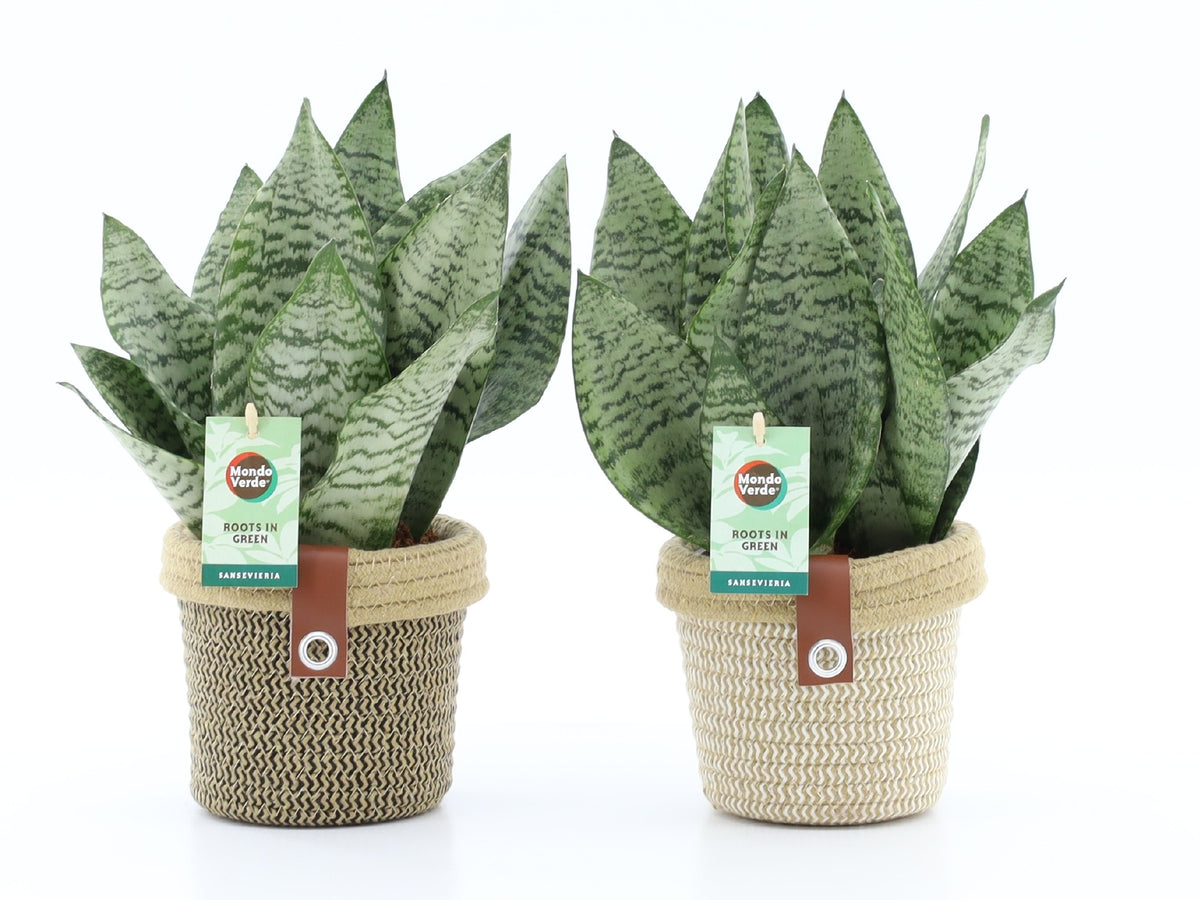 Sansevieria Black Coral 35cm 14cm Pot