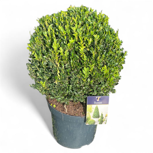 Buxus sempervirens ball 50cm 27cm Pot