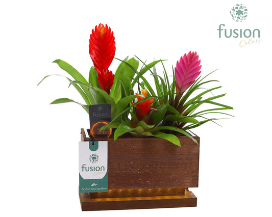 arr. Bromelia 25cm 19cm Pot