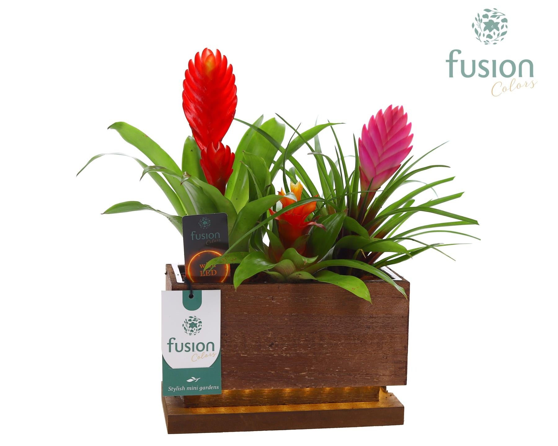 arr. Bromelia 25cm 19cm Pot