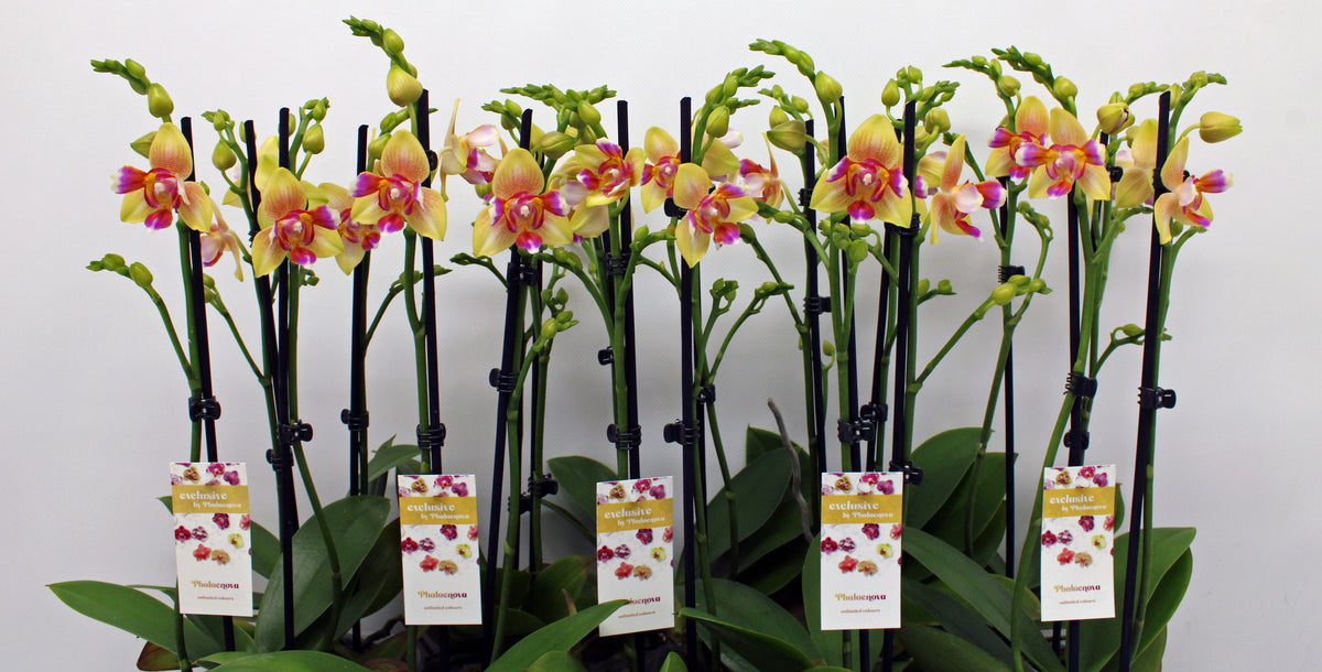 Phalaenopsis yellow 50cm 12cm Pot