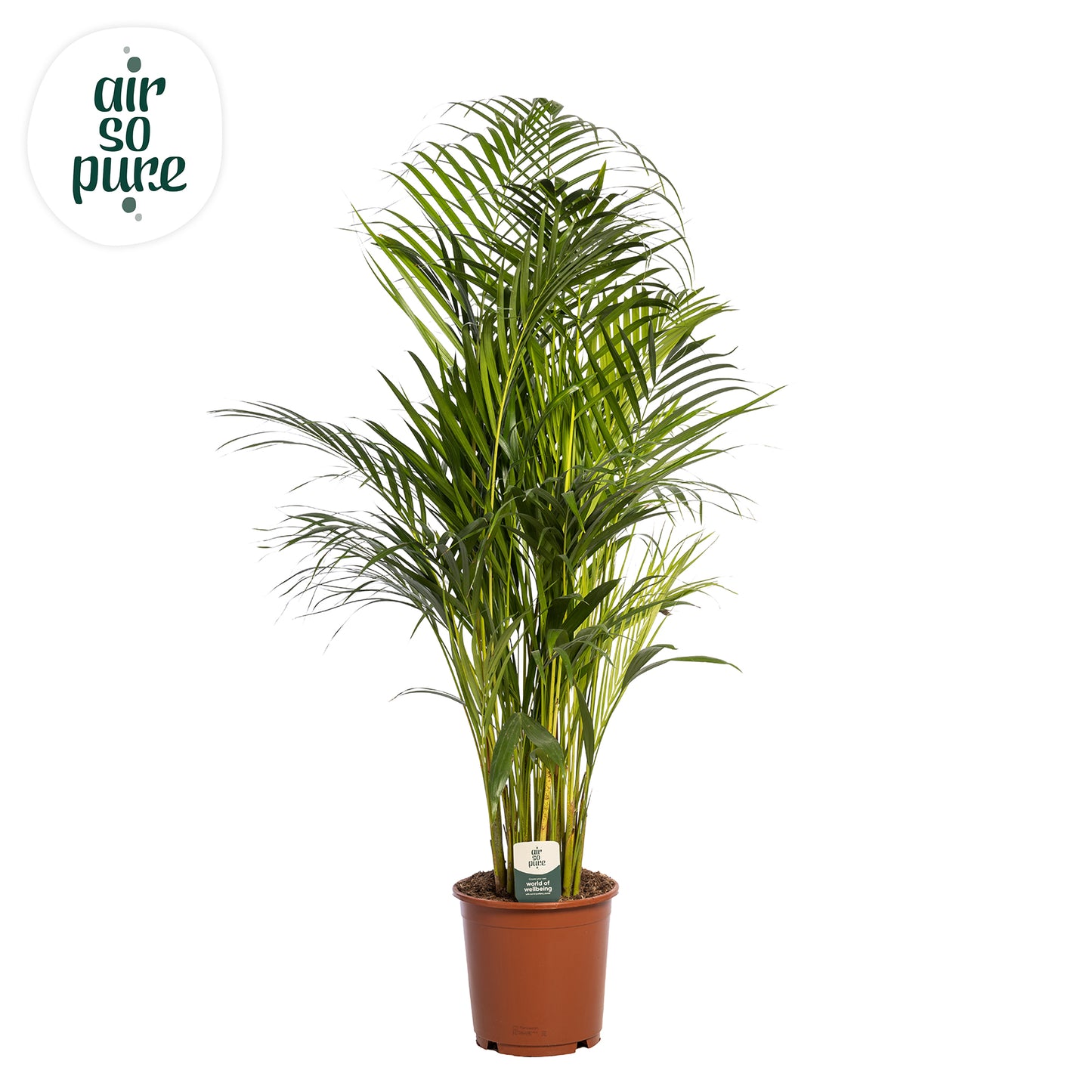 Dypsis lutescens 110cm 24cm Pot