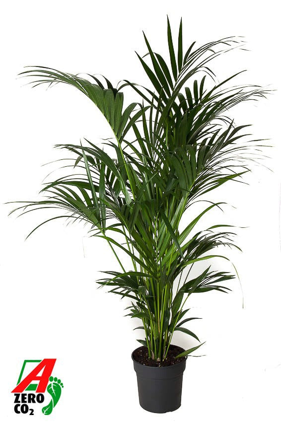 Howea forsteriana 180cm 31cm Pot