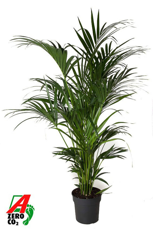 Howea forsteriana 180cm 31cm Pot