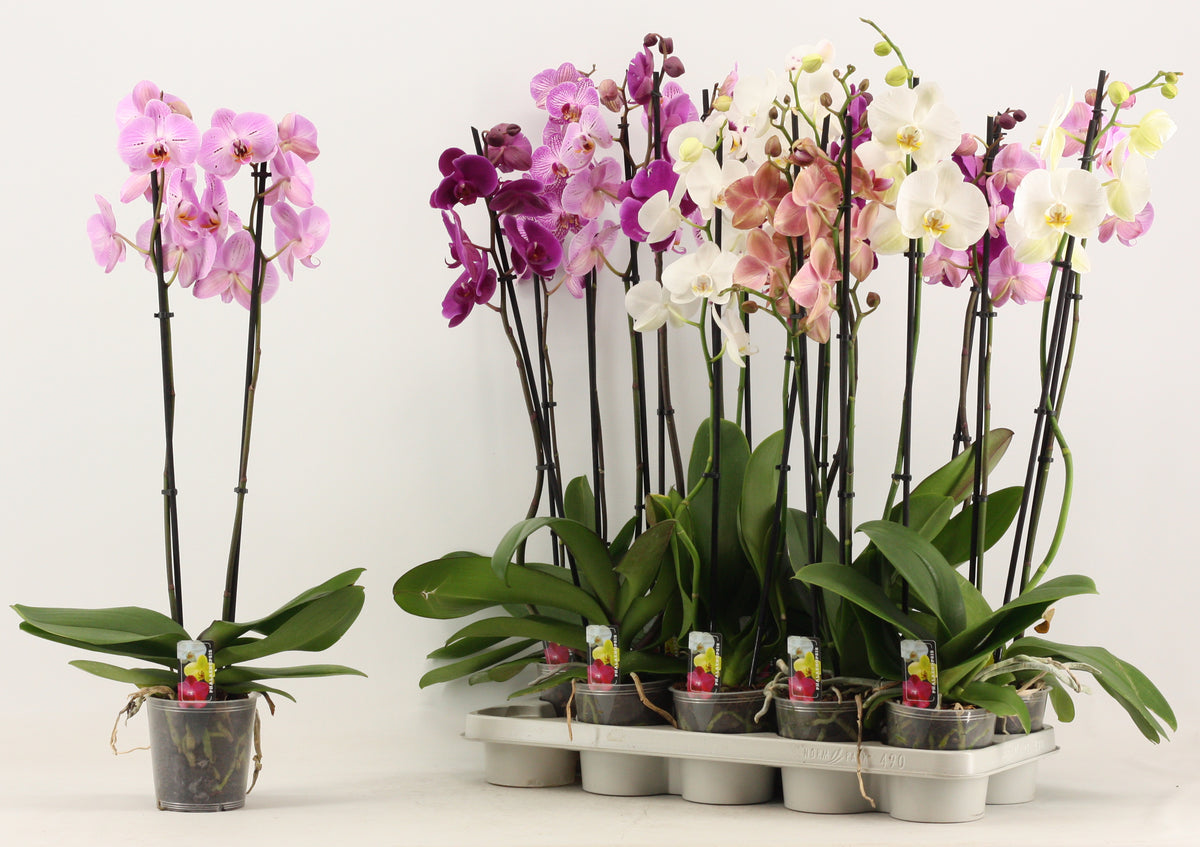 Phalaenopsis mix A2 65cm 12cm Pot