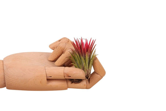 Tillandsia Creative red 10cm 998cm Pot