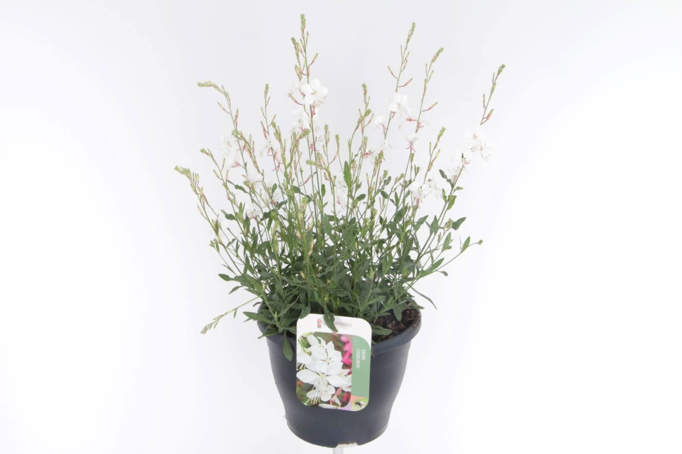 Gaura lindheimeri 55cm 23cm Pot