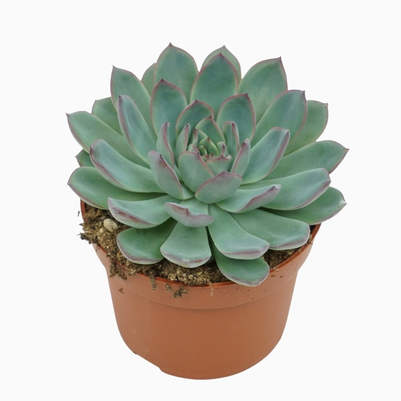 Ubink BV, hkw. Echeveria Apus Pack of 10
